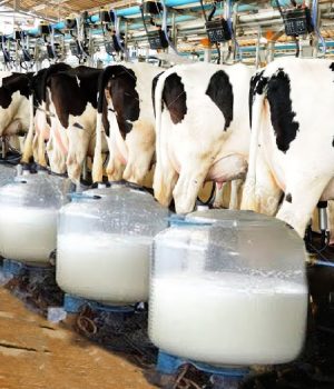 dairyproduction