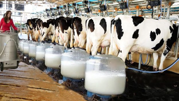 dairyproduction
